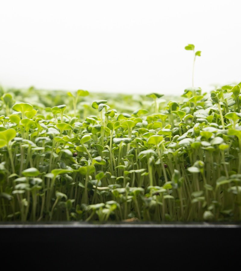 Farmer tending fresh herbs and microgreens in greenhouse