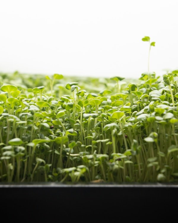 Fresh pea shoots microgreens in container