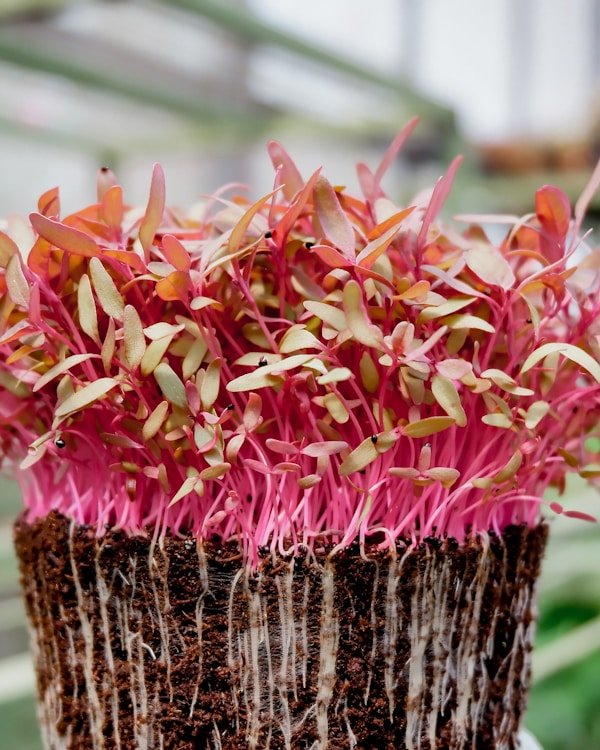 Red amaranth microgreens with vibrant purple leaves