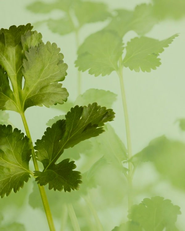 Fresh coriander herb microgreens