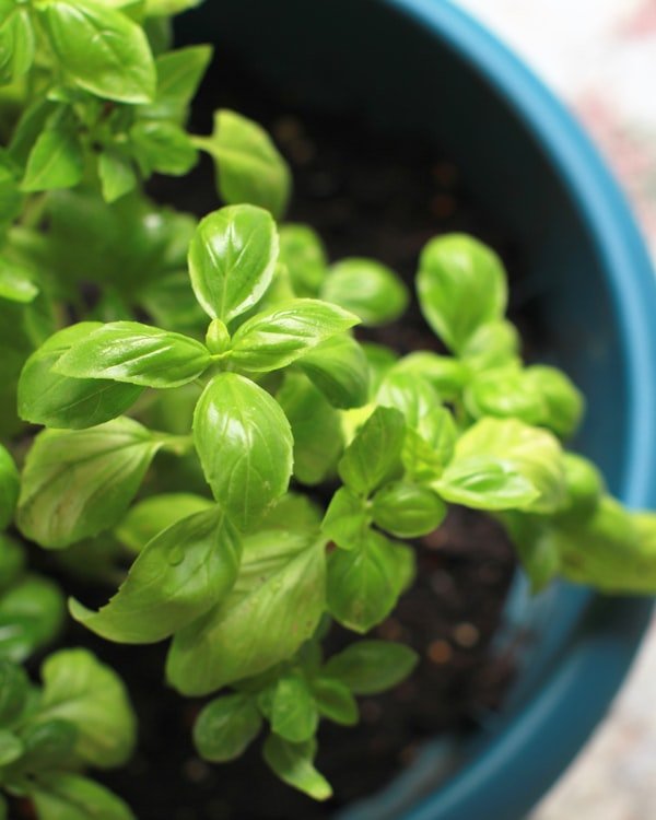 Fresh basil herb leaves