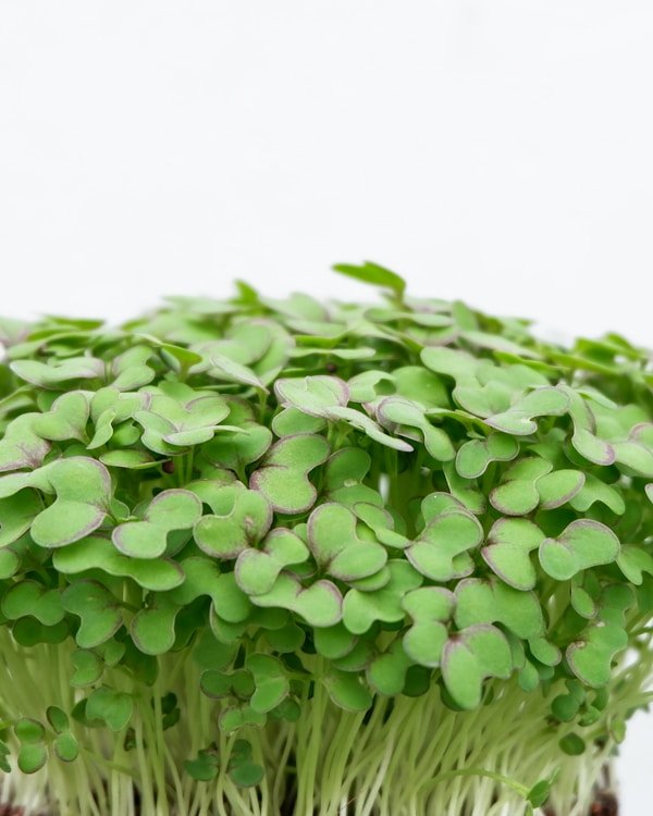 Radish microgreens with green and purple stems