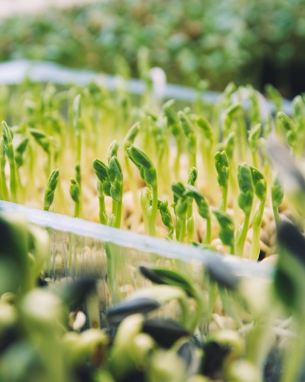 Sunflower shoots microgreens