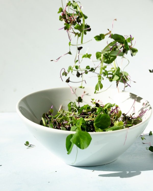 Hydroponic green lettuce
