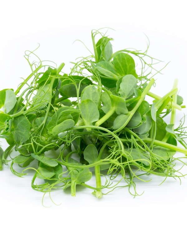 Mixed herbal microgreen blend
